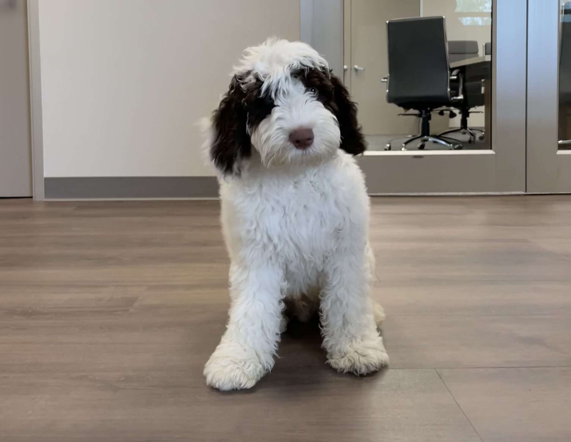 Name the Puppy Name the Puppy
